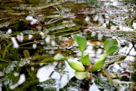 一只青蛙在郁郁葱葱的池塘生态中，藏身于树叶之间，展现了大自然的和谐
