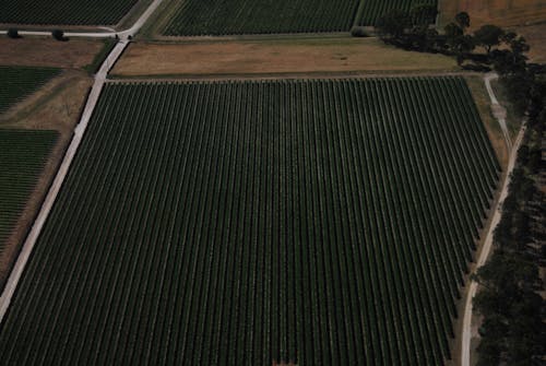 Foto d'estoc gratuïta de agricultura, camps de cultiu, foto aèria