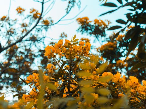 Free stock photo of flowers, macro, macro photography Stock Photo