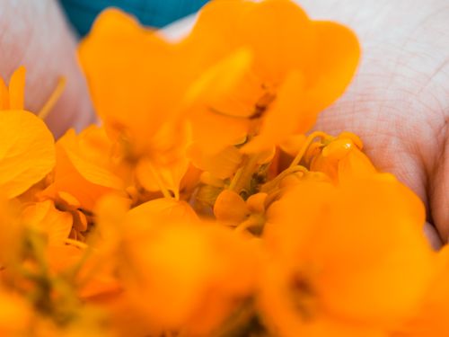 Free stock photo of macro, macro photography, nature Stock Photo