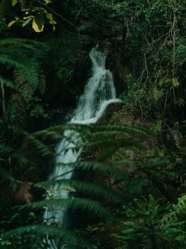 Serene waterfall flowing through lush forest vegetation in Fraser's Hill, Pahang, Malaysia.