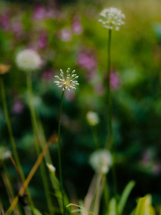 Selective Focus of a Blooming White Flower