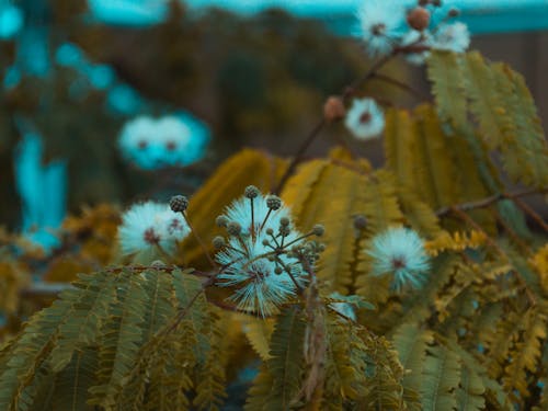 Gratis stockfoto met fabrieken, macro, macrofotografie