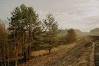 宁静的乡村风景，松树与薄雾缭绕的天空，非常适合大自然爱好者