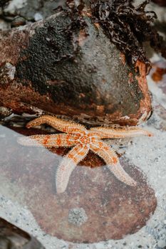 starfish photo
