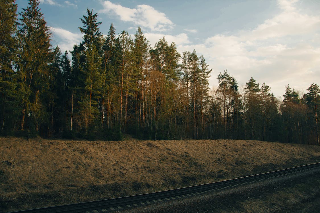 Photo of Trees Near Railway