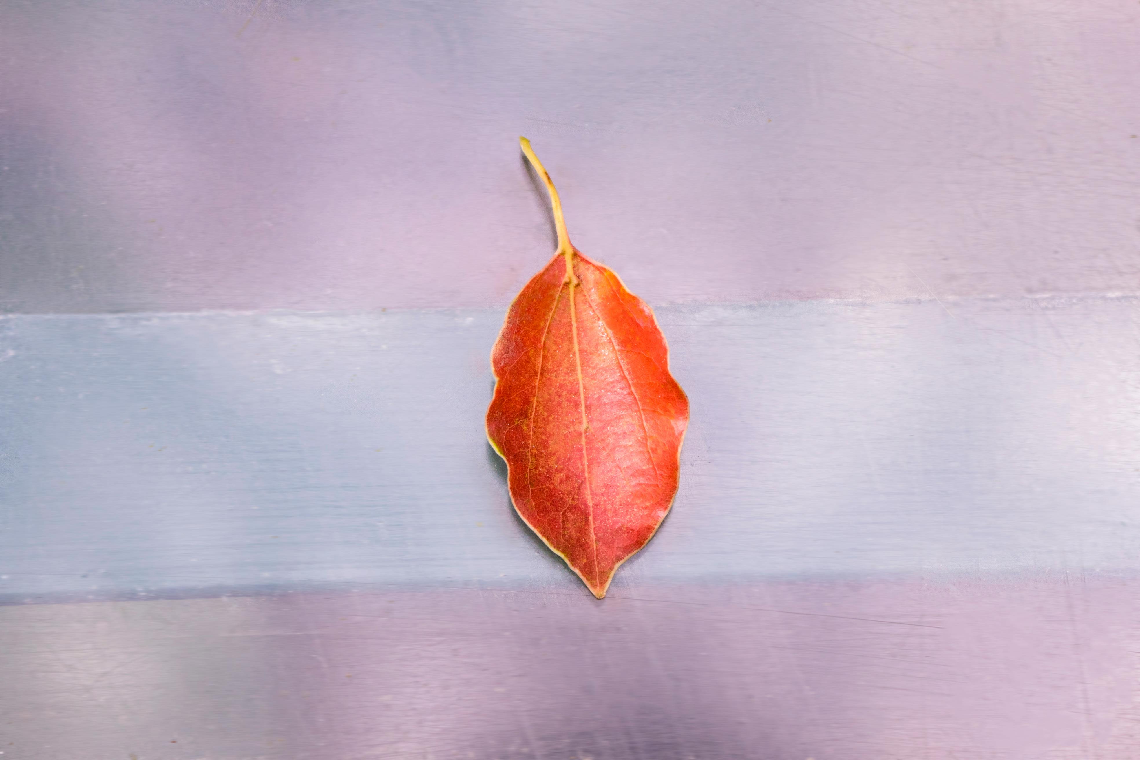 A single vibrant red leaf laid on a soft, muted surface, showcasing nature's beauty.
