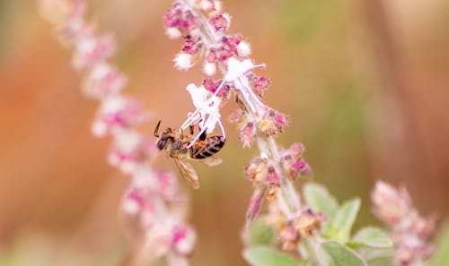 Free stock photo of bee