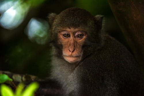 Close-Up Shot of a Macaque 
