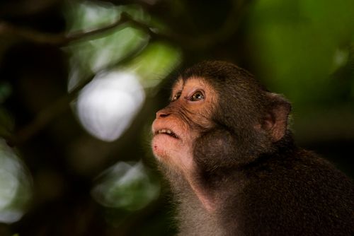 Free Captivating close-up of a macaque observing its surroundings in a Taiwanese forest. Stock Photo