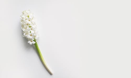 Ingyenes stockfotó fehér, fehér háttér, fehér virág témában