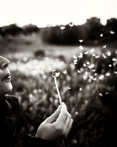 Black and white close up on dandelions petals flying after being blown up by woman