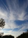 Green Tree Under Blue Sky
