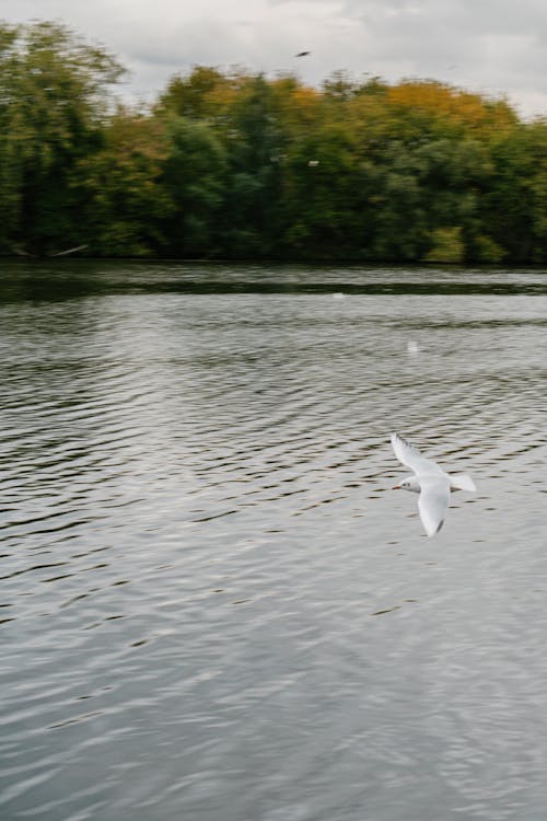 Gull Flying over River