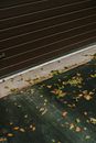 Fallen Leaves On Gray Pavement