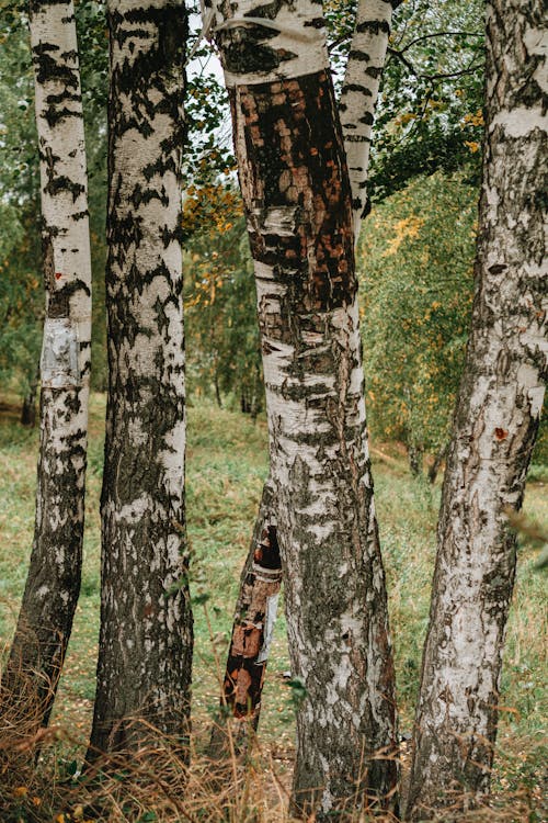 Birch Tree Trunks in the Woods