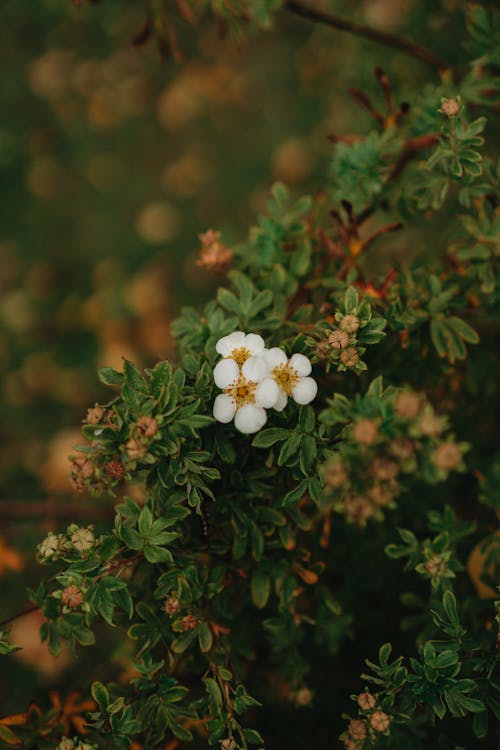 Fotobanka s bezplatnými fotkami na tému biele kvety, botanický, jemný