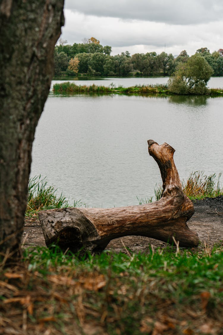 Photo Of A Log By The Water 