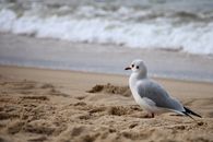 Free stock photo of animal, atlantic, beach