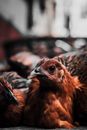 Brown and Black Hen in Tilt Shift Lens
