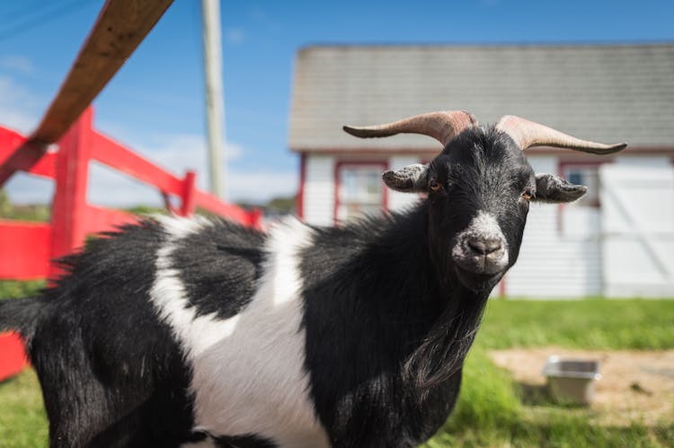 Black And White Goat In A Farm