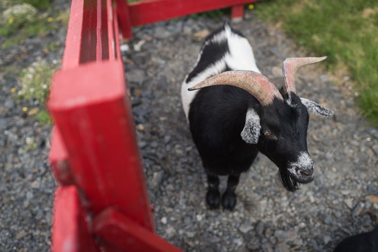 Goat Near Fence On Farm