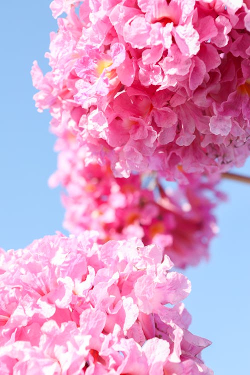 Foto d'estoc gratuïta de bellesa de la natura, de colors, flor