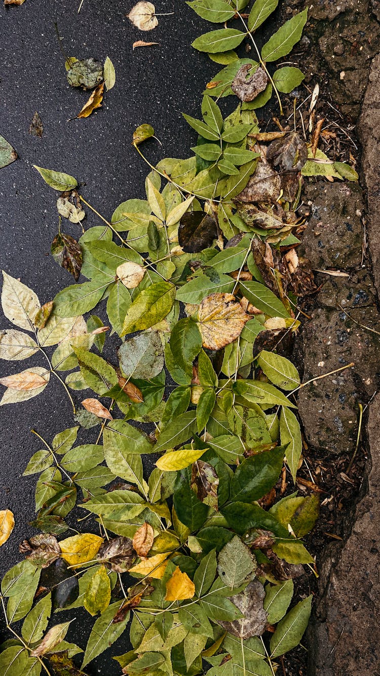 Green Leaves On Ground