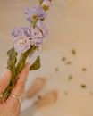 Purple Flower on Persons Hand