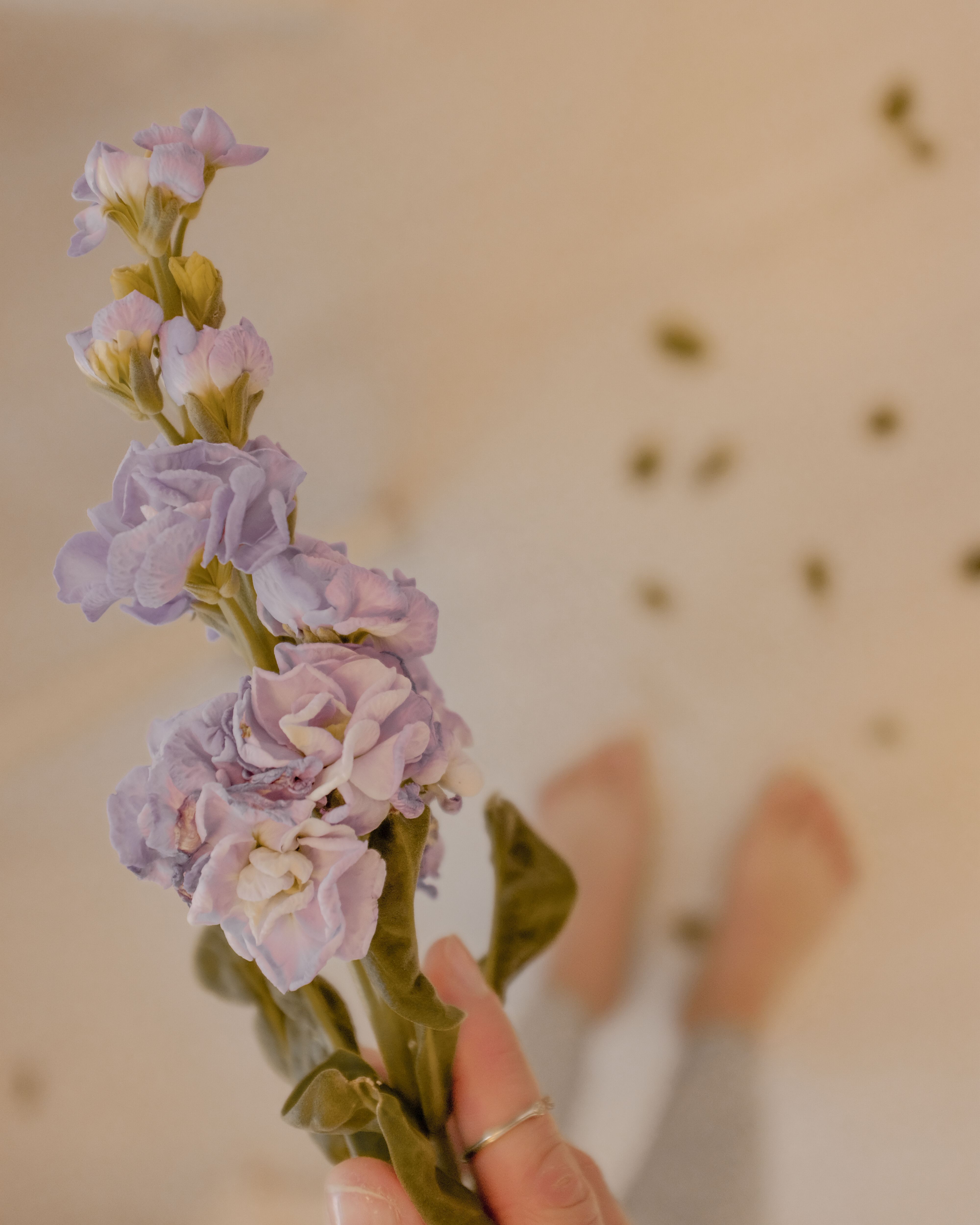 A delicate hoary stock flower held gently, showcasing soft pastel petals and a serene mood.