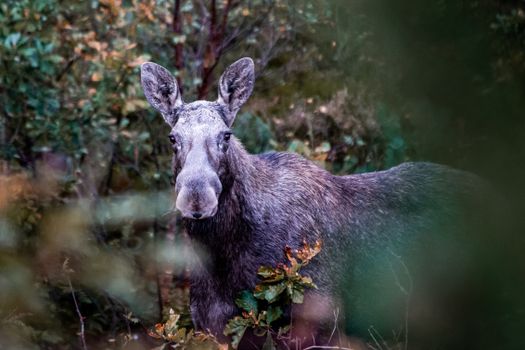 Close-up of a moose amidst dense foliage in Arendal, Norway.