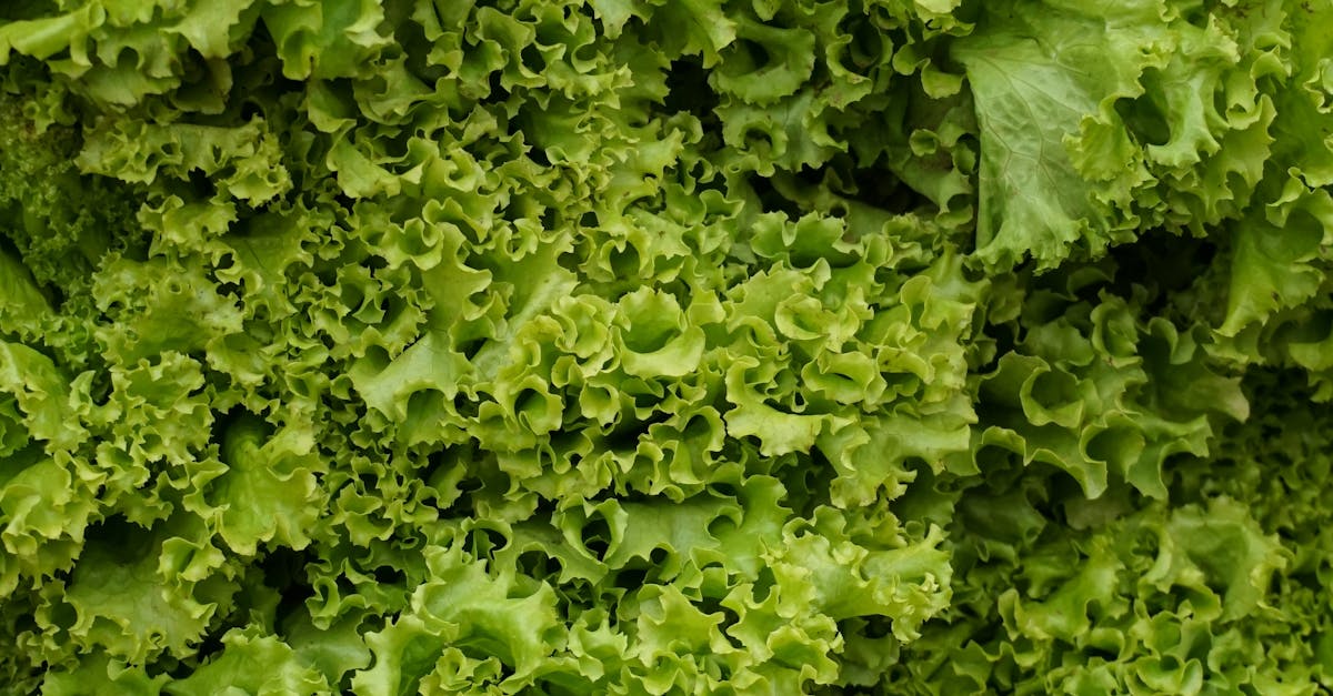 Fresh Green Leaves in Close Up Photography