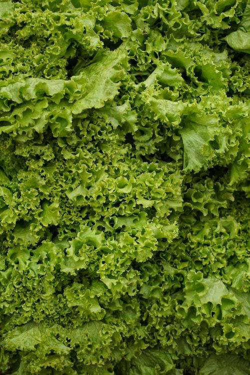 Free High-quality close-up of fresh green leafy lettuce, perfect for healthy eating themes. Stock Photo