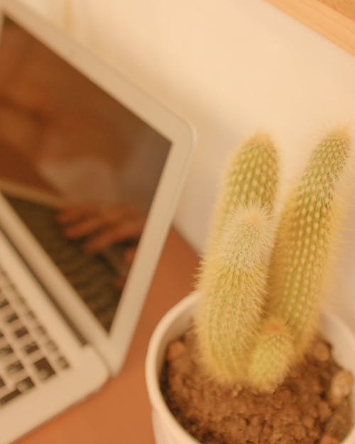 Gratis stockfoto met binnen, boven het hoofd, cactus