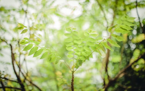 Free stock photo of soft green