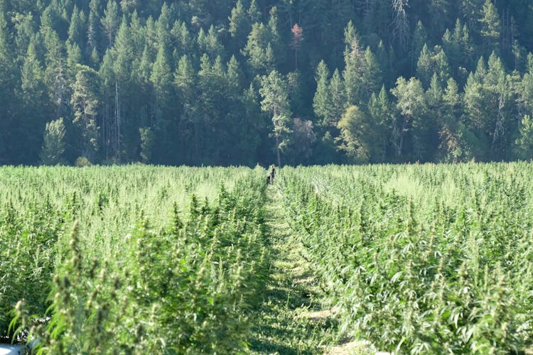 Green Trees Beside The Farm Field