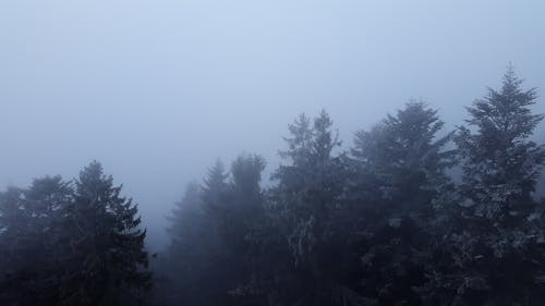 Free stock photo of canopy, fog, treetop