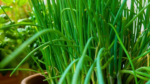 Free stock photo of aromatic herbs, chives, close