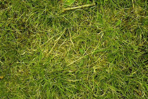 Free stock photo of background, blade of grass, close