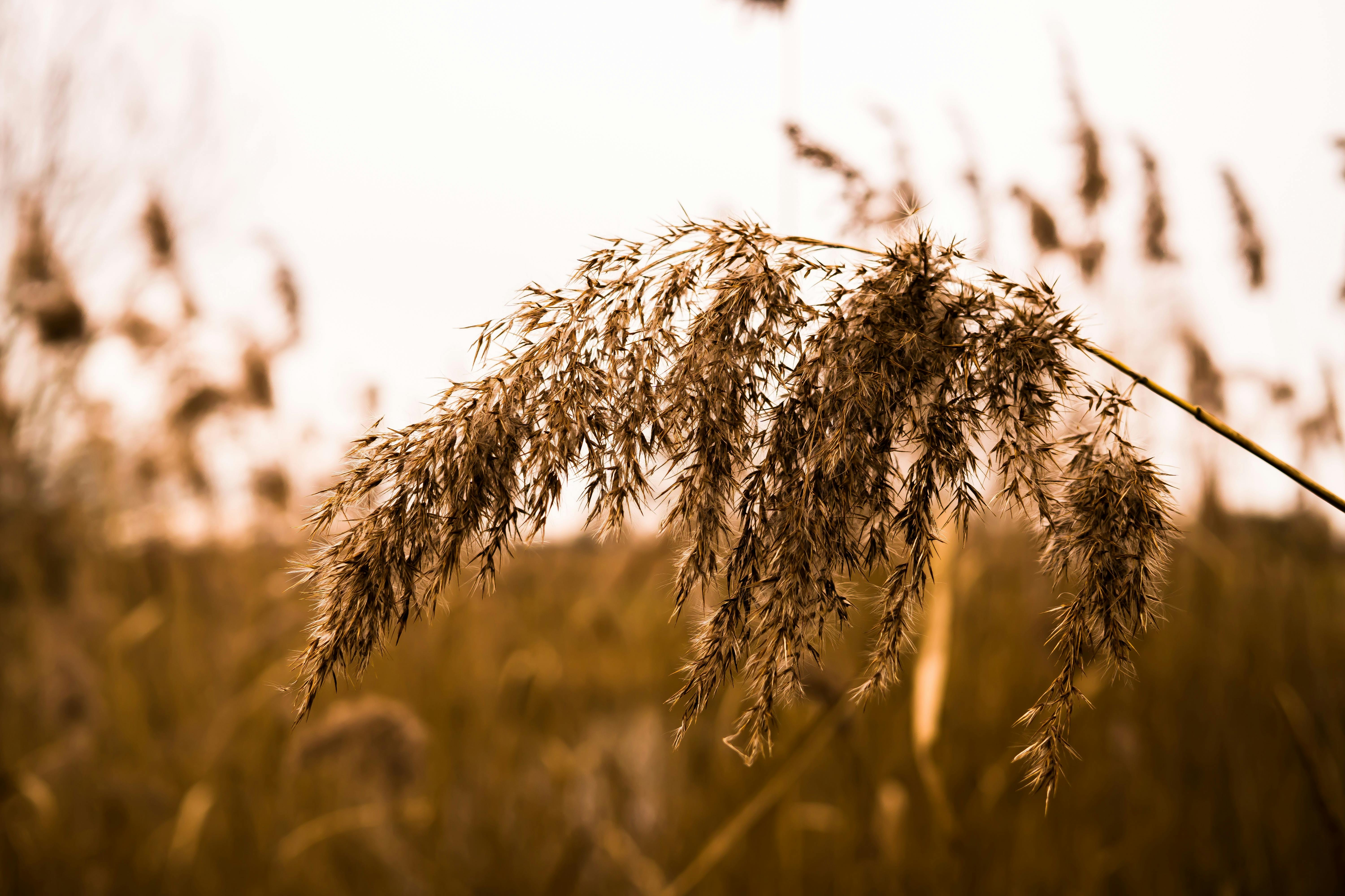 Free stock photo of atmospheric, blades of grass, close