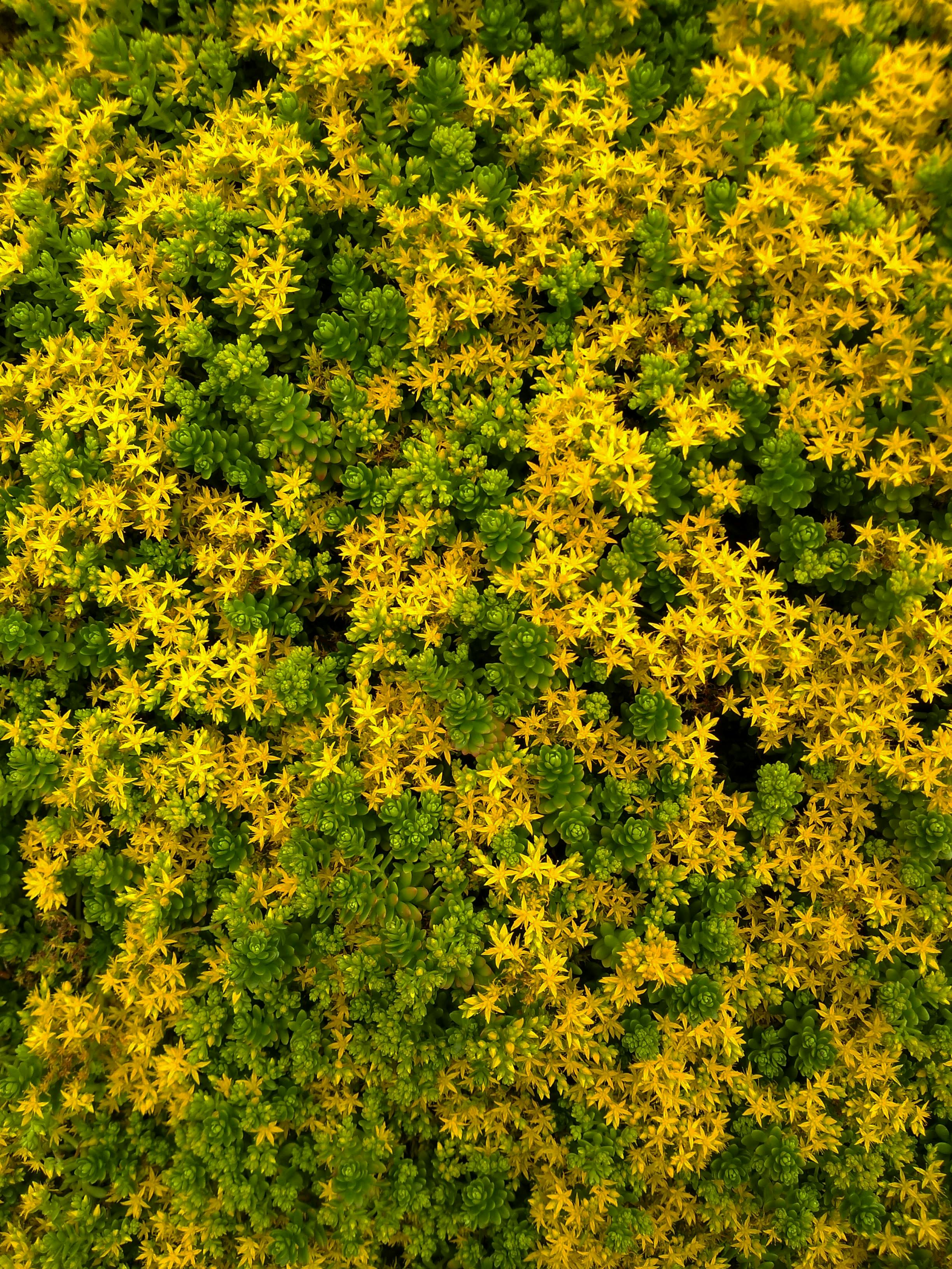 Yellow and Green Leaves of Plants in Top View · Free Stock Photo