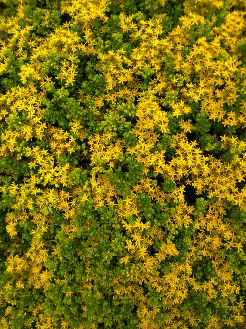 Free Lush Sedum plants displaying vibrant yellow flowers captured from above. Stock Photo