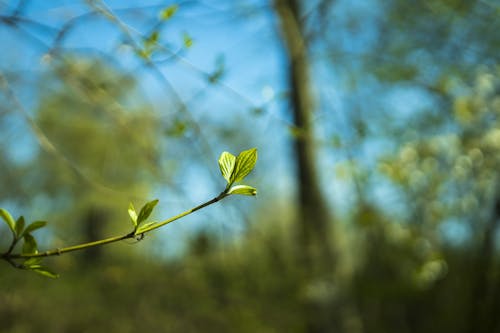 Free stock photo of branch, close, green