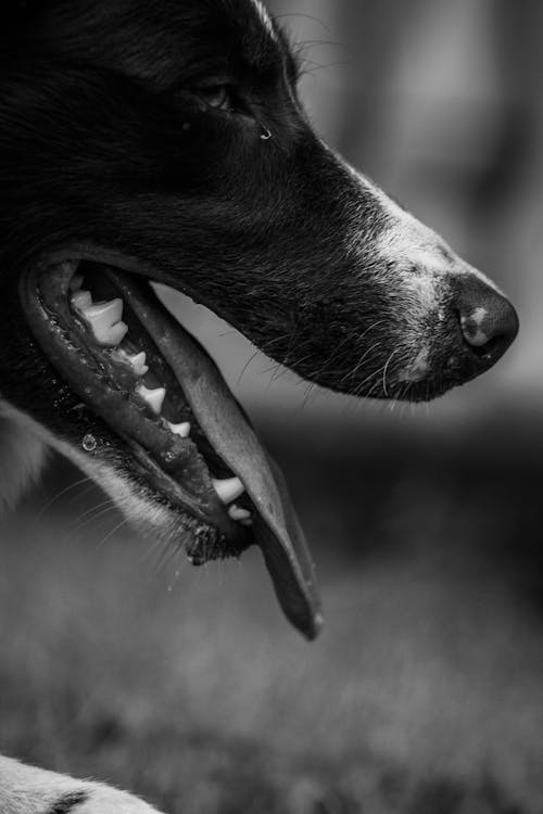 Free stock photo of big dog, border collie, cachorro