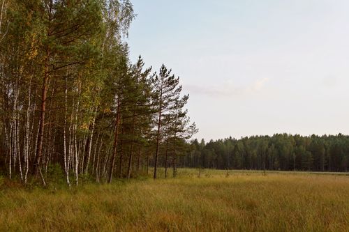 Free Serene landscape of birch and pine trees at forest's edge in a grassy field under clear sky. Stock Photo