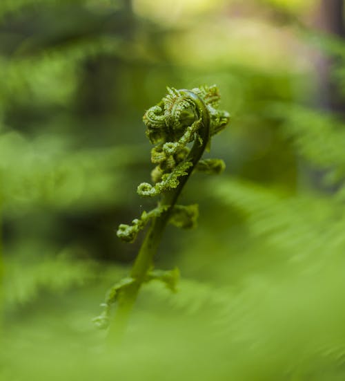 Free stock photo of close, fern, first drive