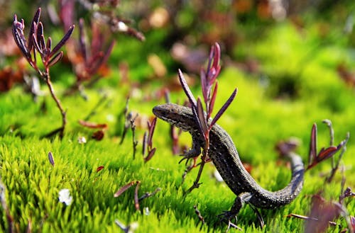 Free Brown and Black Lizard on Green Grass Stock Photo