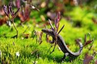 一只蜥蜴栖息在郁郁葱葱的苔藓与精致植物间的特写画面