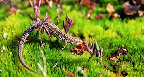 Brauner Gecko Im Grünen Offenen Feld