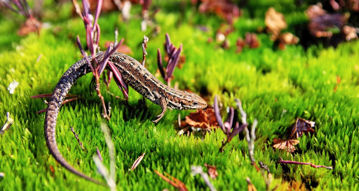 Коричневый геккон в зеленом открытом поле